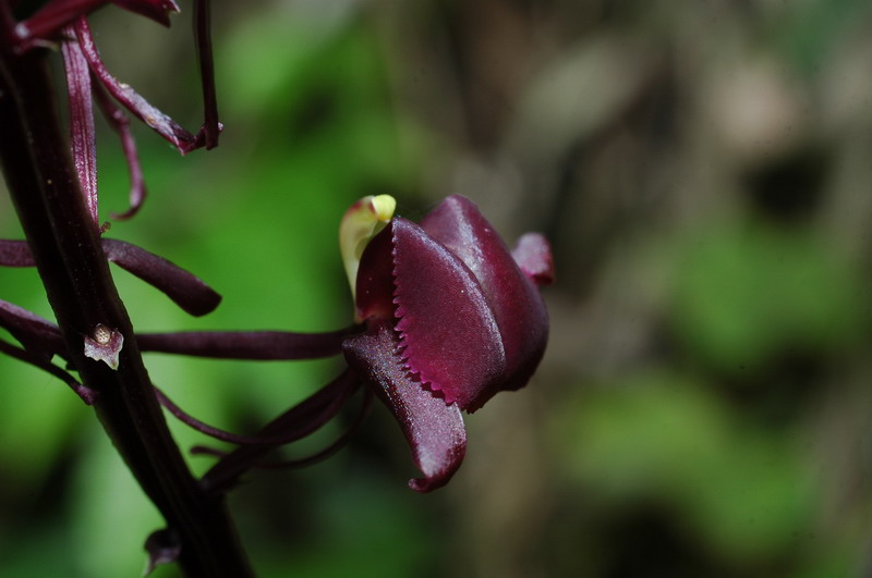 «ö¦¹¦b·sµøµ¡ÂsÄý¹Ï¤ù