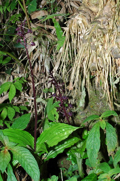 «ö¦¹¦b·sµøµ¡ÂsÄý¹Ï¤ù