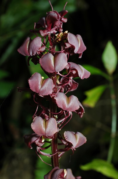 «ö¦¹¦b·sµøµ¡ÂsÄý¹Ï¤ù