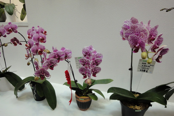 «ö¦¹¦b·sµøµ¡ÂsÄý¹Ï¤ù