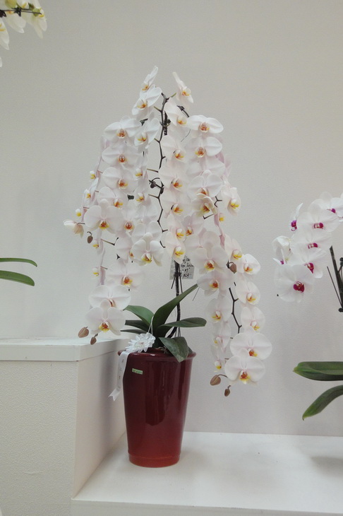 «ö¦¹¦b·sµøµ¡ÂsÄý¹Ï¤ù