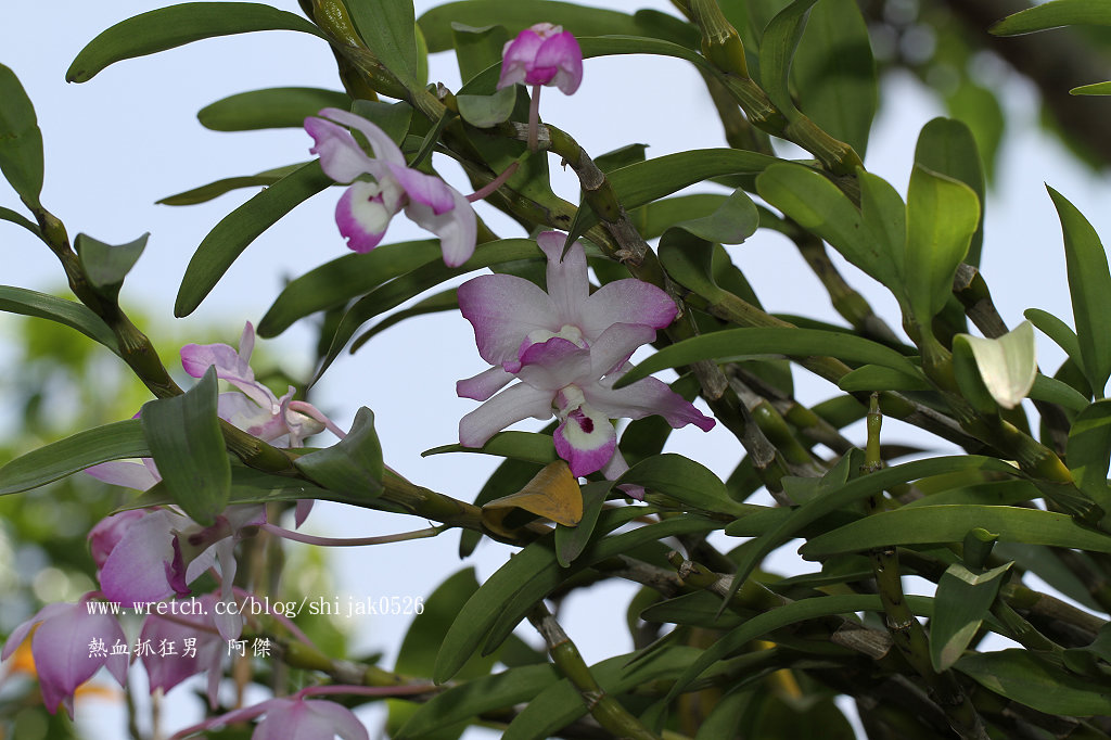 «ö¦¹¦b·sµøµ¡ÂsÄý¹Ï¤ù