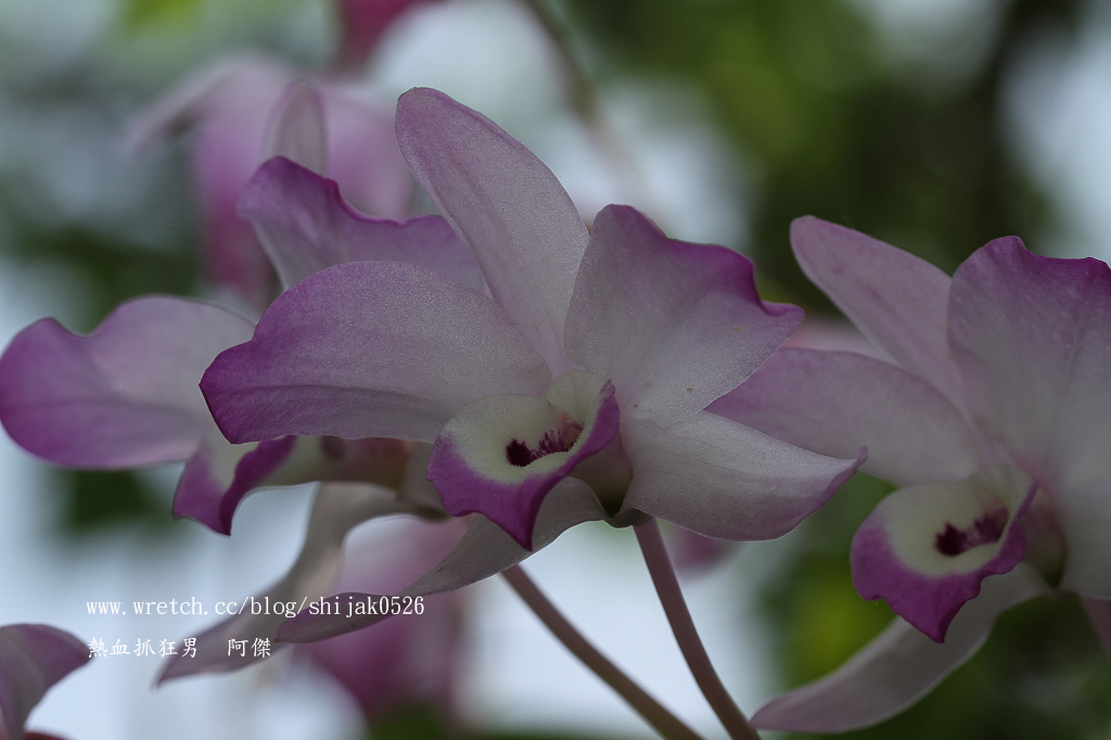 «ö¦¹¦b·sµøµ¡ÂsÄý¹Ï¤ù