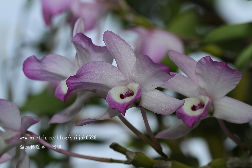 «ö¦¹¦b·sµøµ¡ÂsÄý¹Ï¤ù