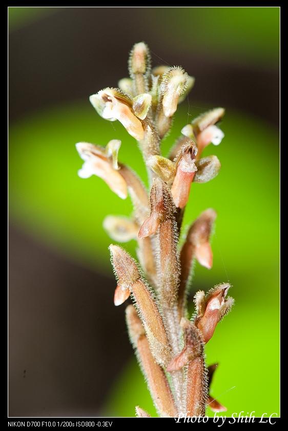 «ö¦¹¦b·sµøµ¡ÂsÄý¹Ï¤ù