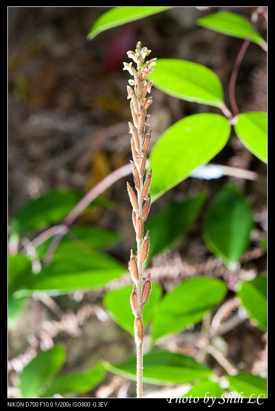 «ö¦¹¦b·sµøµ¡ÂsÄý¹Ï¤ù