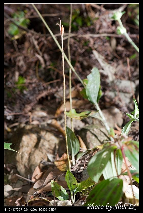 «ö¦¹¦b·sµøµ¡ÂsÄý¹Ï¤ù