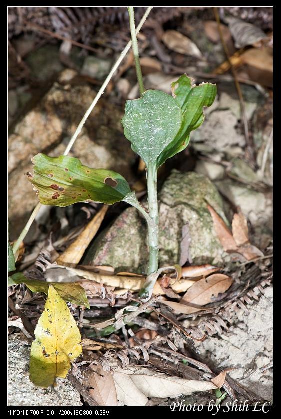 «ö¦¹¦b·sµøµ¡ÂsÄý¹Ï¤ù