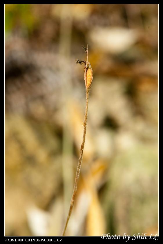 «ö¦¹¦b·sµøµ¡ÂsÄý¹Ï¤ù