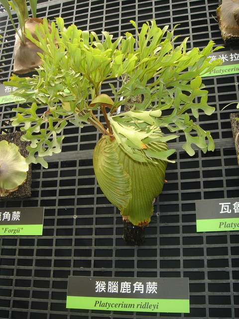 «ö¦¹¦b·sµøµ¡ÂsÄý¹Ï¤ù