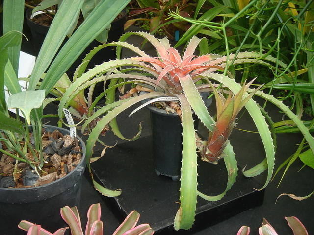 «ö¦¹¦b·sµøµ¡ÂsÄý¹Ï¤ù