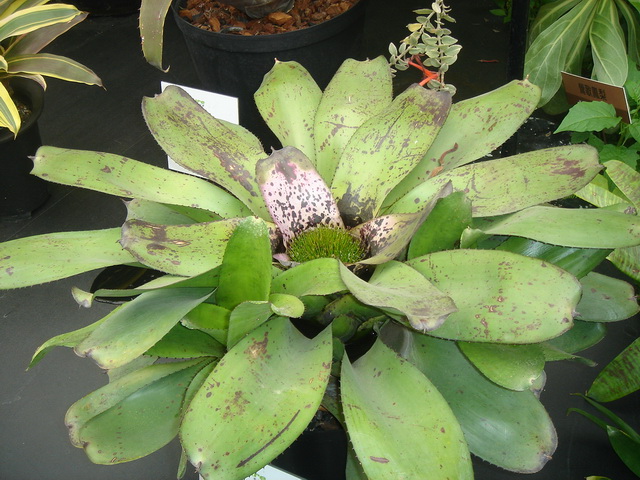 «ö¦¹¦b·sµøµ¡ÂsÄý¹Ï¤ù