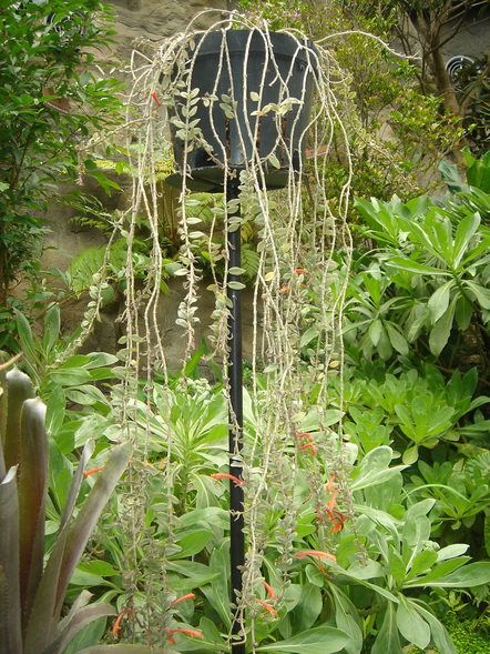 «ö¦¹¦b·sµøµ¡ÂsÄý¹Ï¤ù