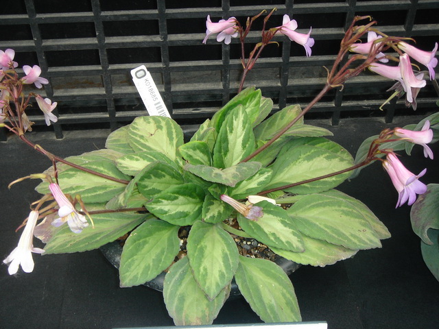 «ö¦¹¦b·sµøµ¡ÂsÄý¹Ï¤ù