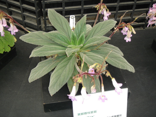 «ö¦¹¦b·sµøµ¡ÂsÄý¹Ï¤ù