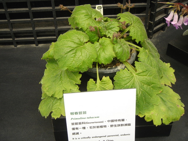 «ö¦¹¦b·sµøµ¡ÂsÄý¹Ï¤ù