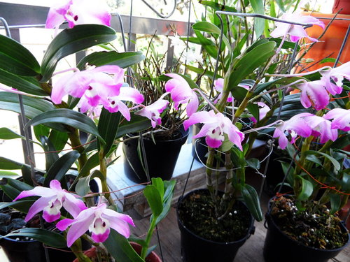 «ö¦¹¦b·sµøµ¡ÂsÄý¹Ï¤ù