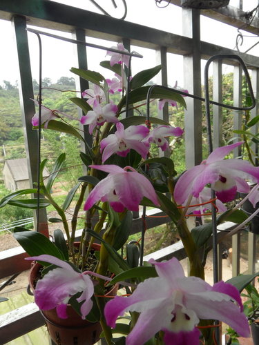 «ö¦¹¦b·sµøµ¡ÂsÄý¹Ï¤ù