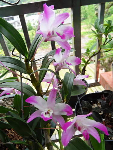 «ö¦¹¦b·sµøµ¡ÂsÄý¹Ï¤ù