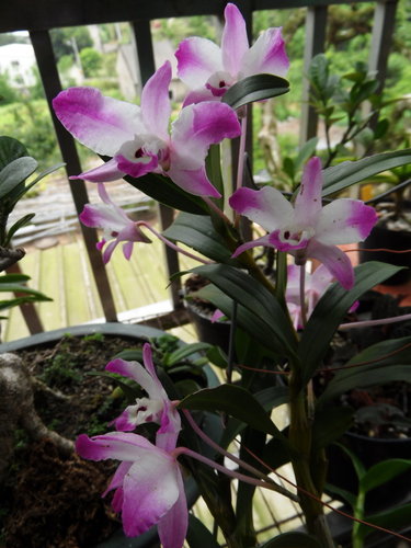 «ö¦¹¦b·sµøµ¡ÂsÄý¹Ï¤ù