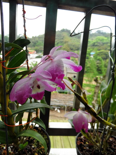 «ö¦¹¦b·sµøµ¡ÂsÄý¹Ï¤ù