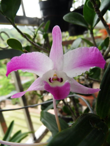 «ö¦¹¦b·sµøµ¡ÂsÄý¹Ï¤ù