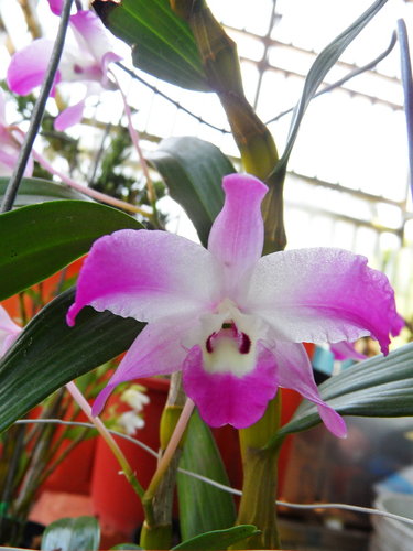 «ö¦¹¦b·sµøµ¡ÂsÄý¹Ï¤ù