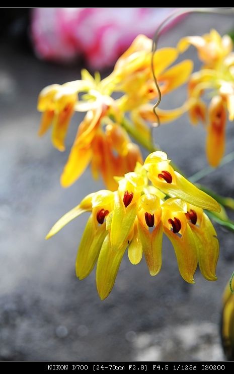 «ö¦¹¦b·sµøµ¡ÂsÄý¹Ï¤ù