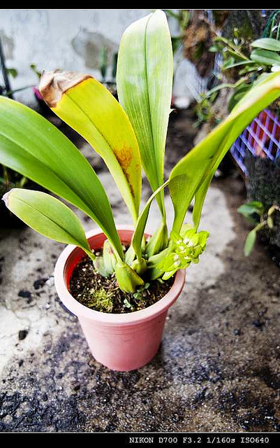 «ö¦¹¦b·sµøµ¡ÂsÄý¹Ï¤ù