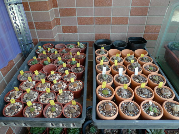 «ö¦¹¦b·sµøµ¡ÂsÄý¹Ï¤ù