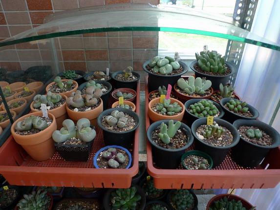 «ö¦¹¦b·sµøµ¡ÂsÄý¹Ï¤ù