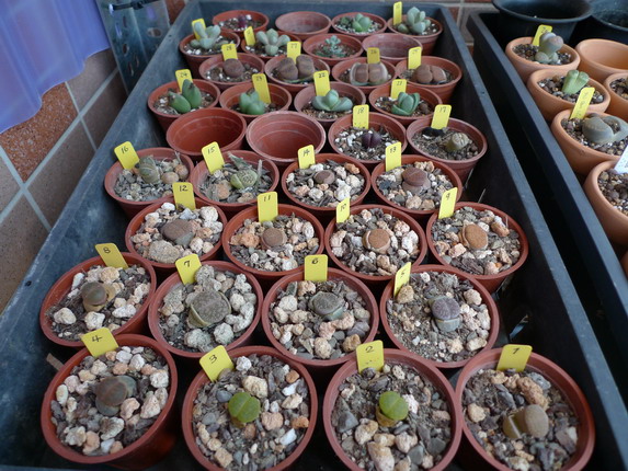 «ö¦¹¦b·sµøµ¡ÂsÄý¹Ï¤ù