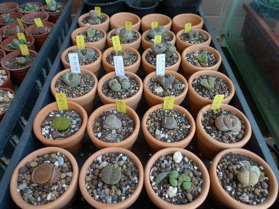 «ö¦¹¦b·sµøµ¡ÂsÄý¹Ï¤ù