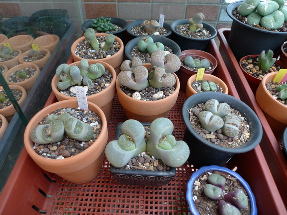 «ö¦¹¦b·sµøµ¡ÂsÄý¹Ï¤ù