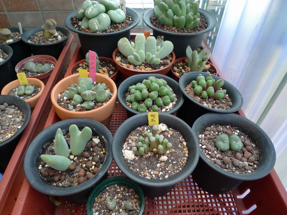 «ö¦¹¦b·sµøµ¡ÂsÄý¹Ï¤ù