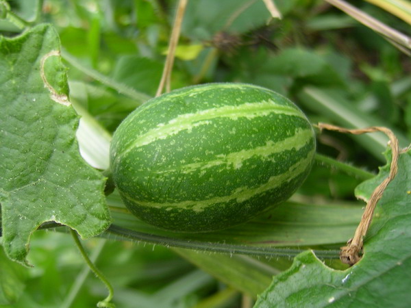 «ö¦¹¦b·sµøµ¡ÂsÄý¹Ï¤ù