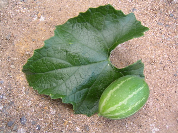 «ö¦¹¦b·sµøµ¡ÂsÄý¹Ï¤ù