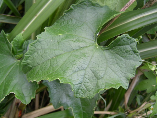 «ö¦¹¦b·sµøµ¡ÂsÄý¹Ï¤ù