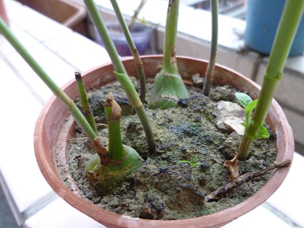 «ö¦¹¦b·sµøµ¡ÂsÄý¹Ï¤ù