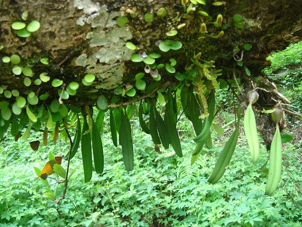 «ö¦¹¦b·sµøµ¡ÂsÄý¹Ï¤ù