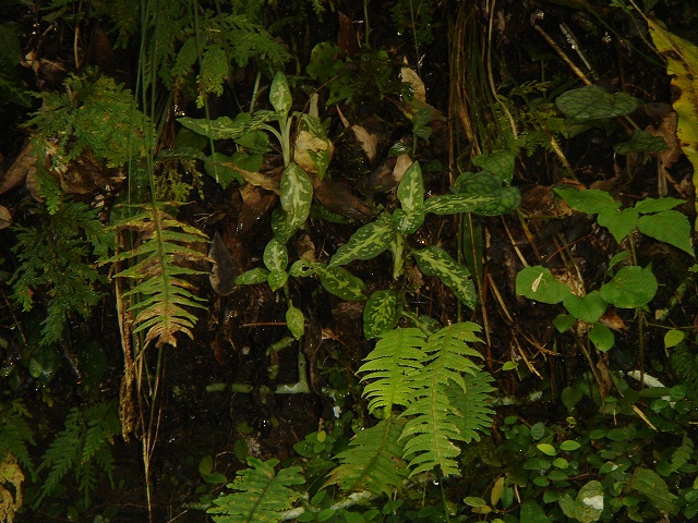 «ö¦¹¦b·sµøµ¡ÂsÄý¹Ï¤ù