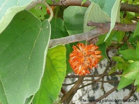 «ö¦¹¦b·sµøµ¡ÂsÄý¹Ï¤ù