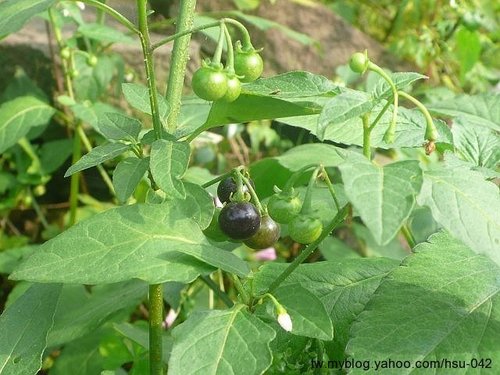 «ö¦¹¦b·sµøµ¡ÂsÄý¹Ï¤ù