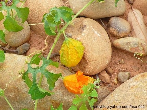 «ö¦¹¦b·sµøµ¡ÂsÄý¹Ï¤ù