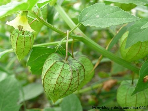 «ö¦¹¦b·sµøµ¡ÂsÄý¹Ï¤ù