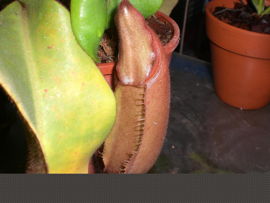 «ö¦¹¦b·sµøµ¡ÂsÄý¹Ï¤ù