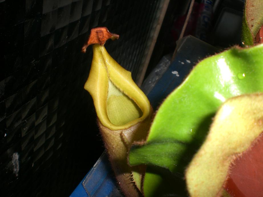 «ö¦¹¦b·sµøµ¡ÂsÄý¹Ï¤ù