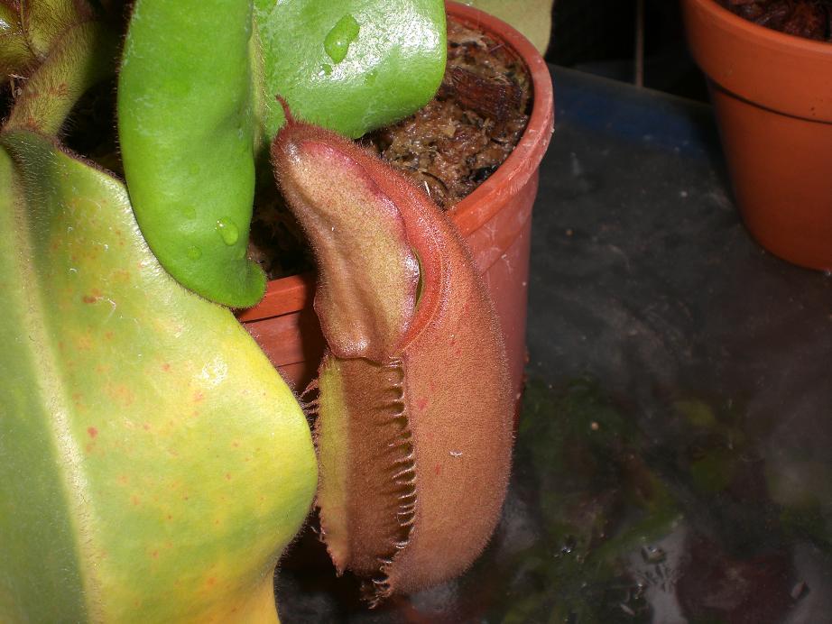 «ö¦¹¦b·sµøµ¡ÂsÄý¹Ï¤ù