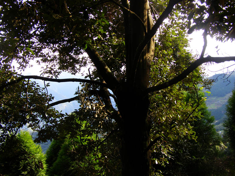 «ö¦¹¦b·sµøµ¡ÂsÄý¹Ï¤ù