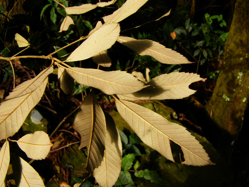 «ö¦¹¦b·sµøµ¡ÂsÄý¹Ï¤ù